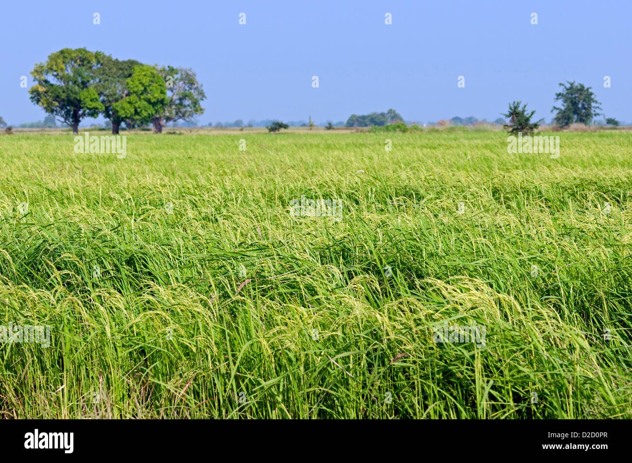 Field with rice crop (Oryza sativa), Battambang, Cambodia Stock Photo