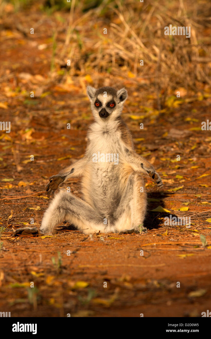 Ring tailed lemur, (Lemur catta) sunbathing Stock Photo - Alamy
