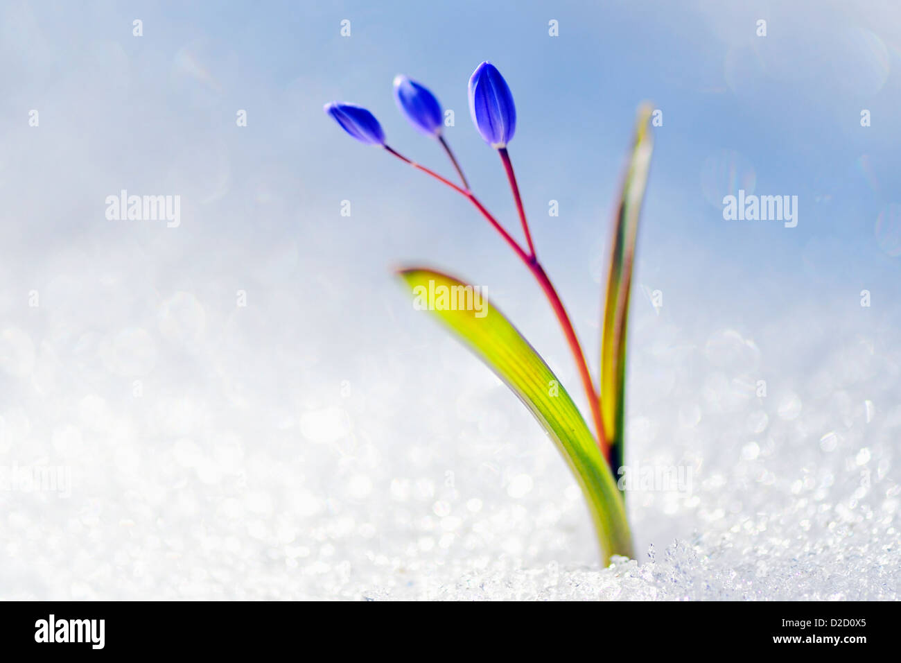 Spring flowers hi-res stock photography and images - Alamy