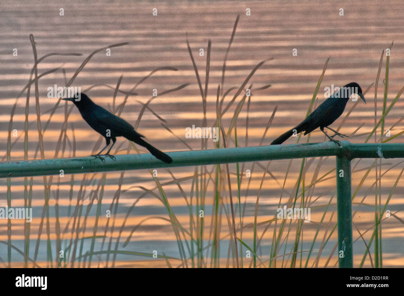 Crows along the shores of Lake Parker in Lakeland, Florida Stock Photo