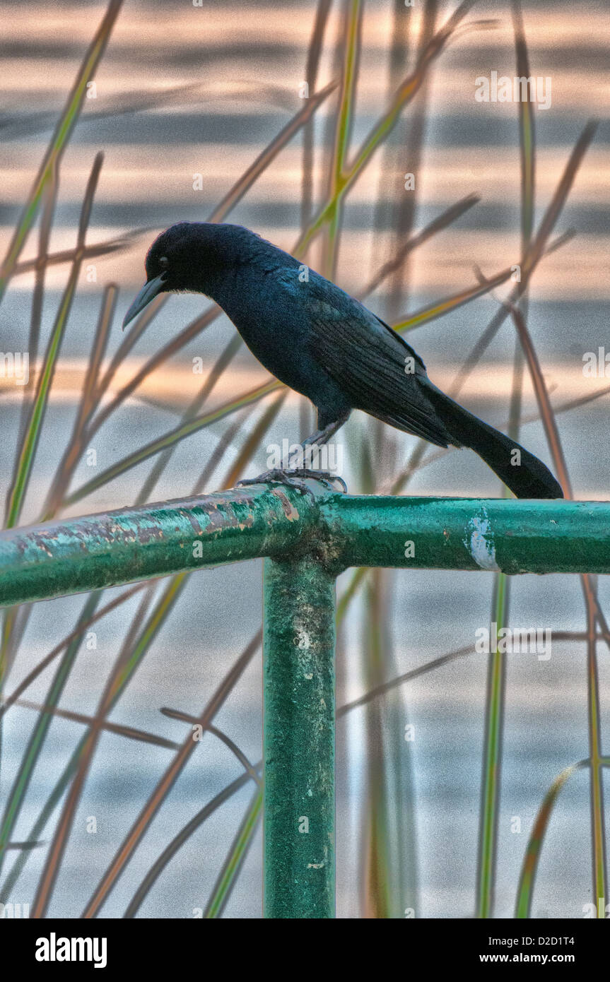 Crows crow florida hi-res stock photography and images - Alamy