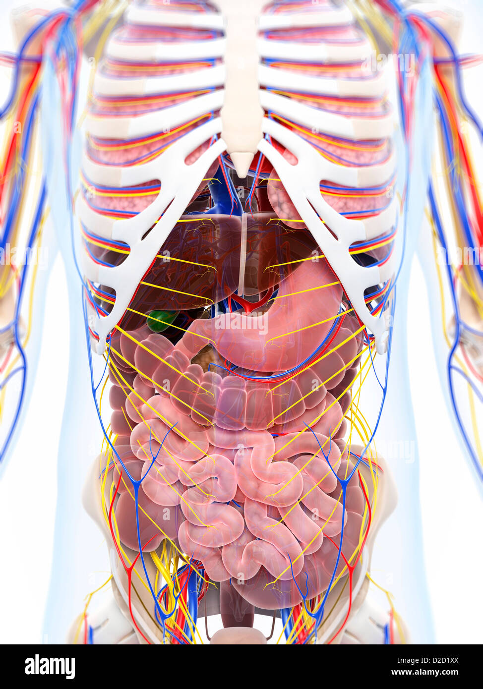 rib-cage-organ-thoracic-cavity-internal-thoracic-artery-organs-heart