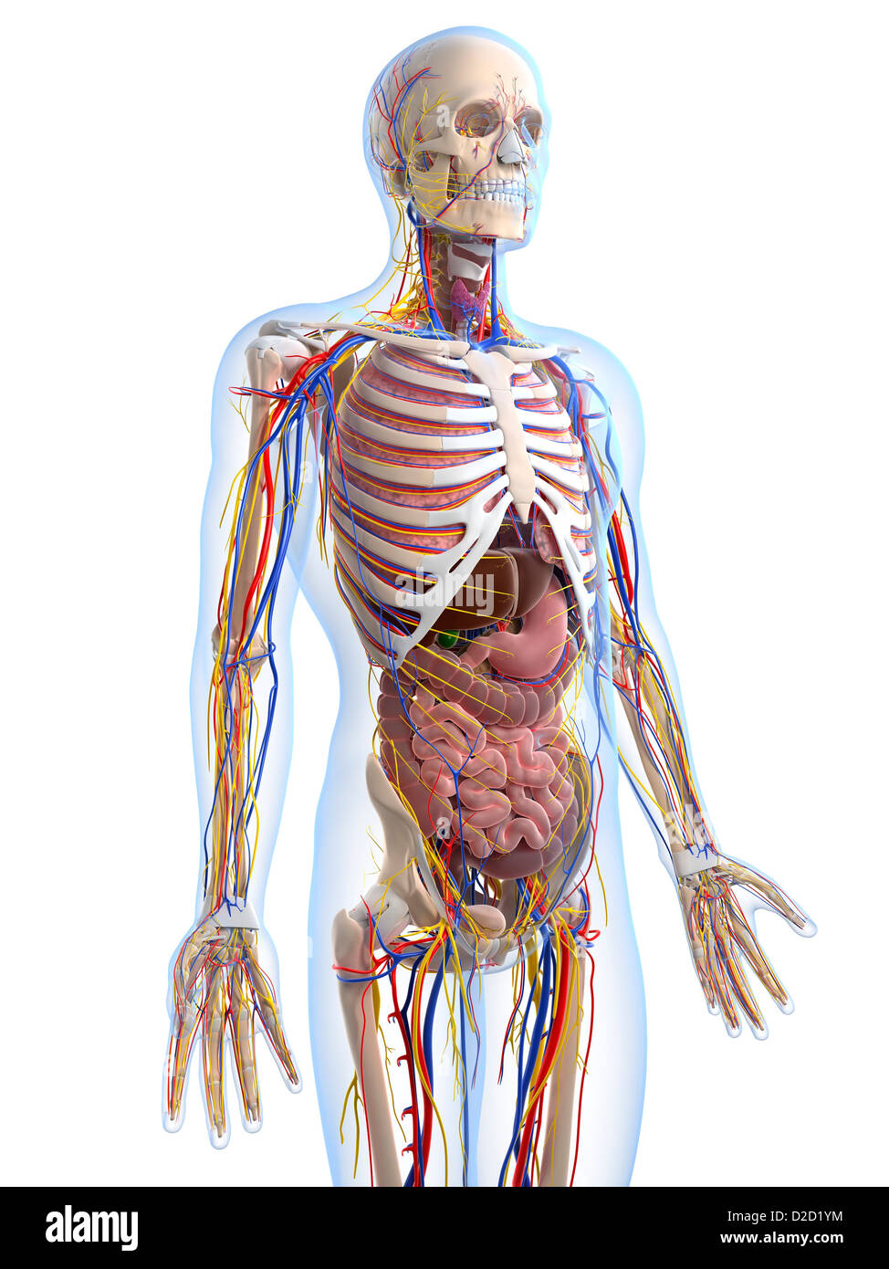 Human anatomy computer artwork Stock Photo - Alamy