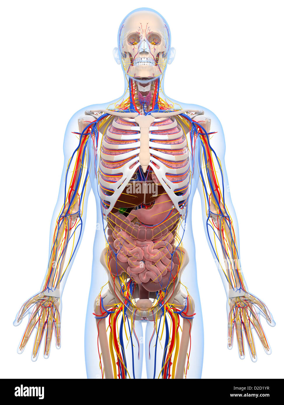 Human anatomy computer artwork Stock Photo Alamy