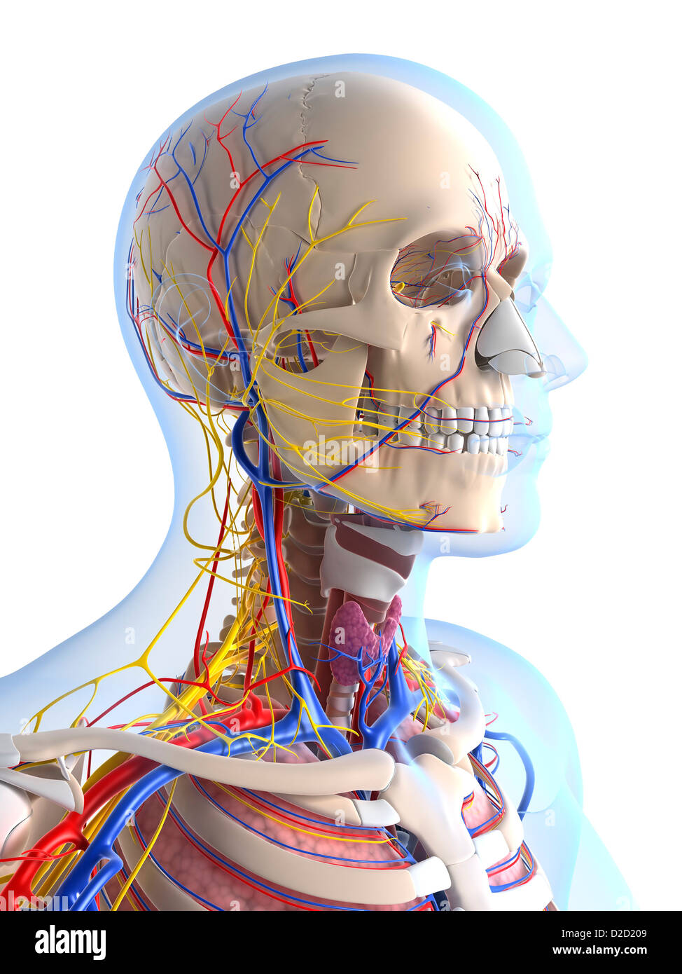 Human anatomy computer artwork Stock Photo - Alamy