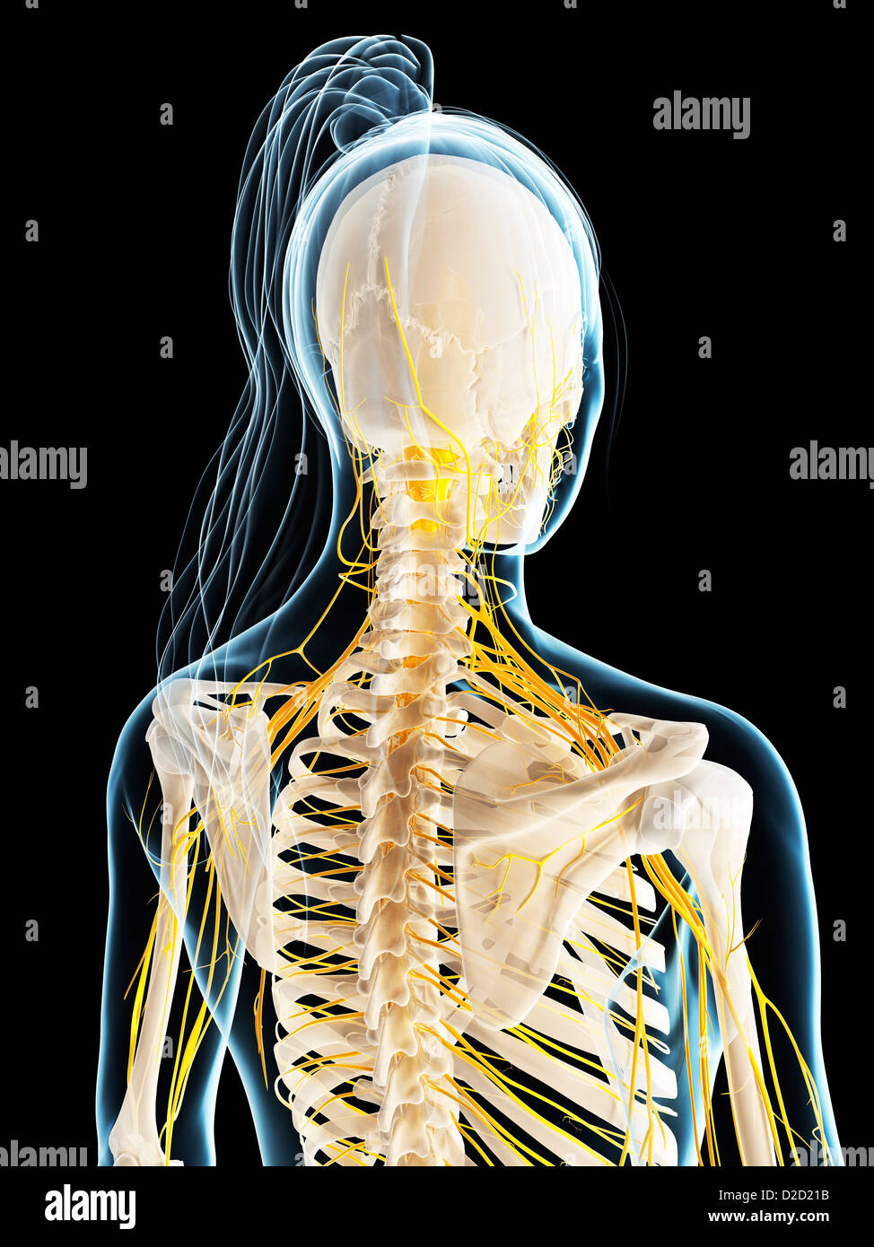 Female nervous system computer artwork Stock Photo