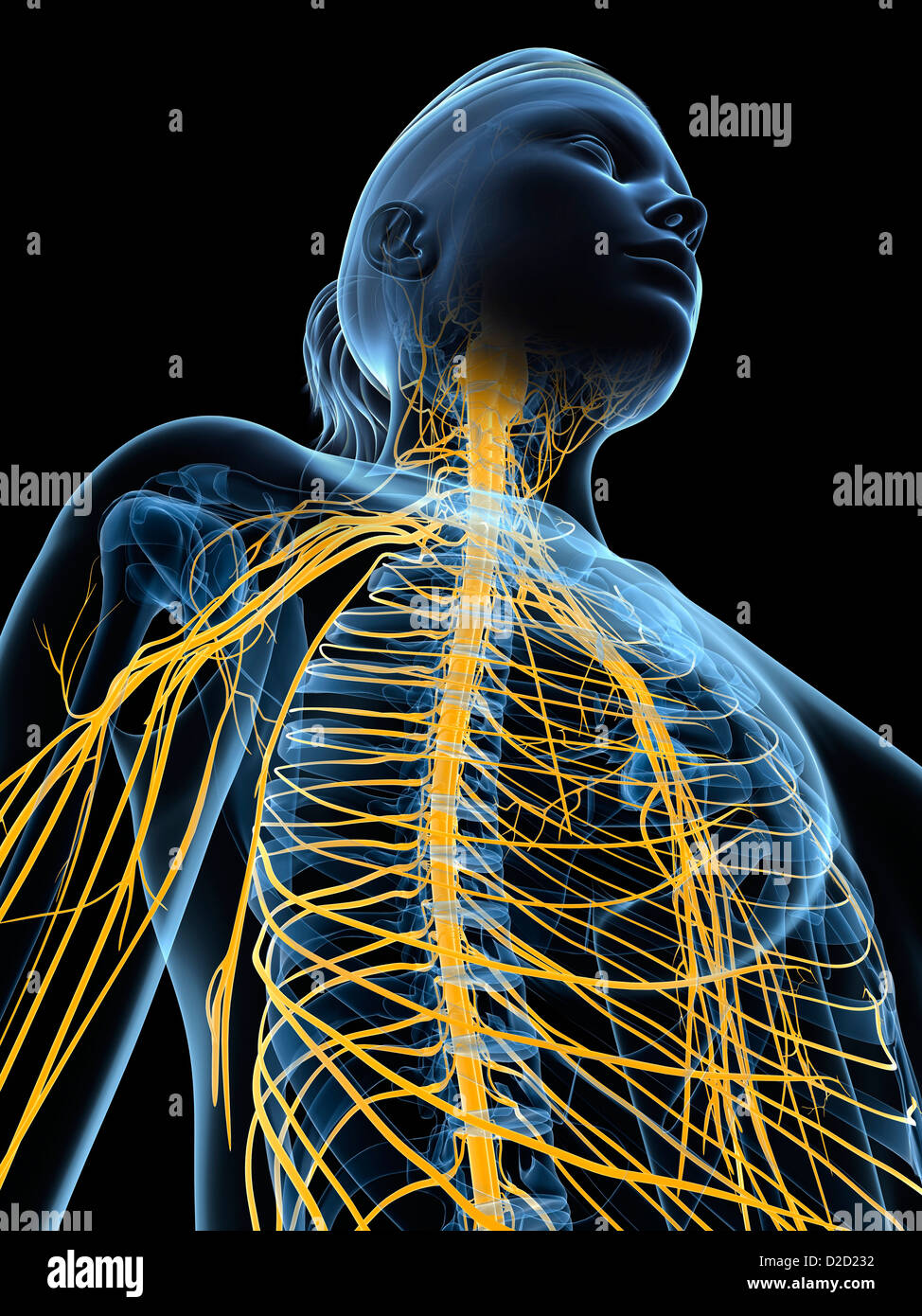 Female nervous system computer artwork Stock Photo