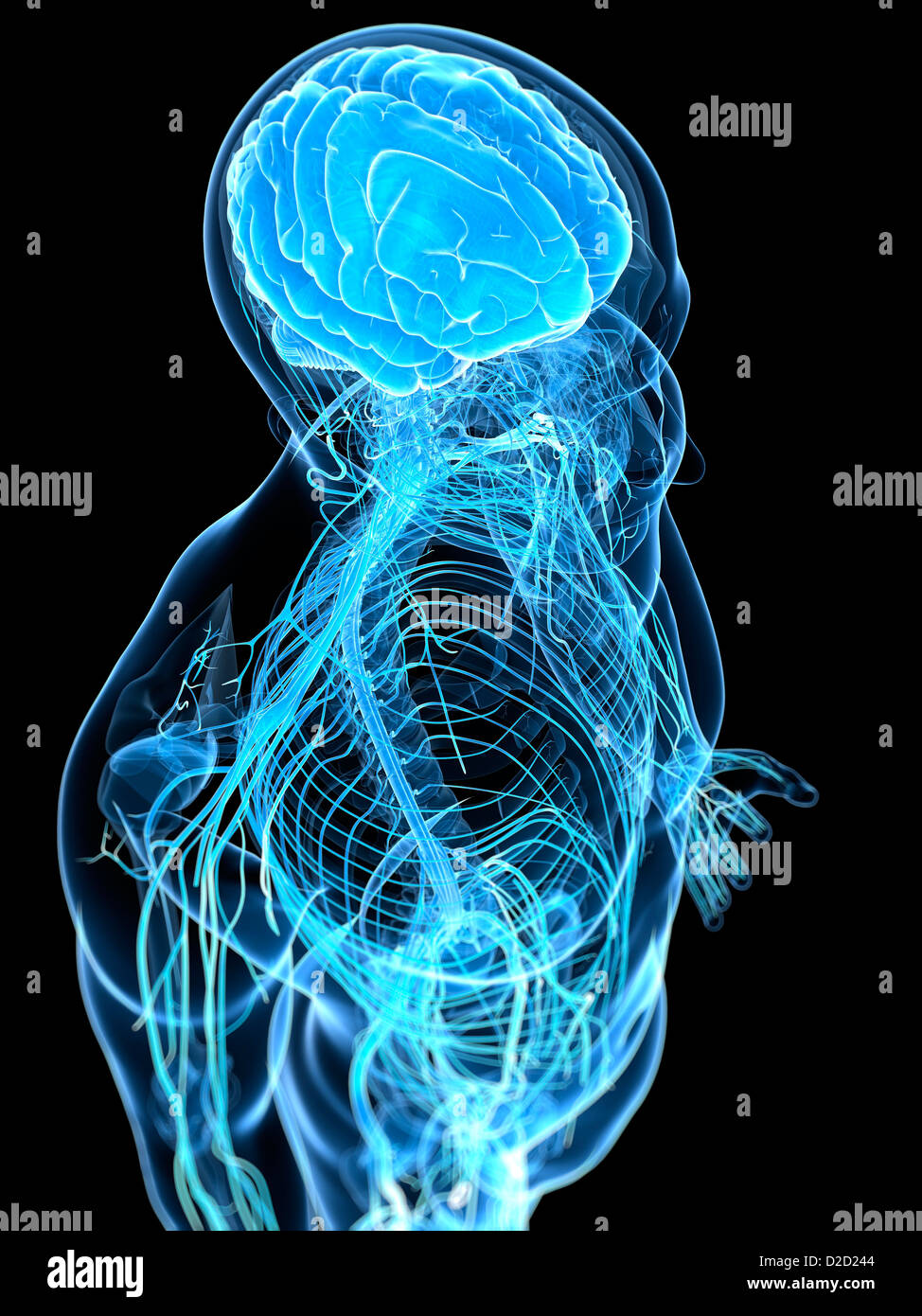 Male nervous system computer artwork Stock Photo - Alamy