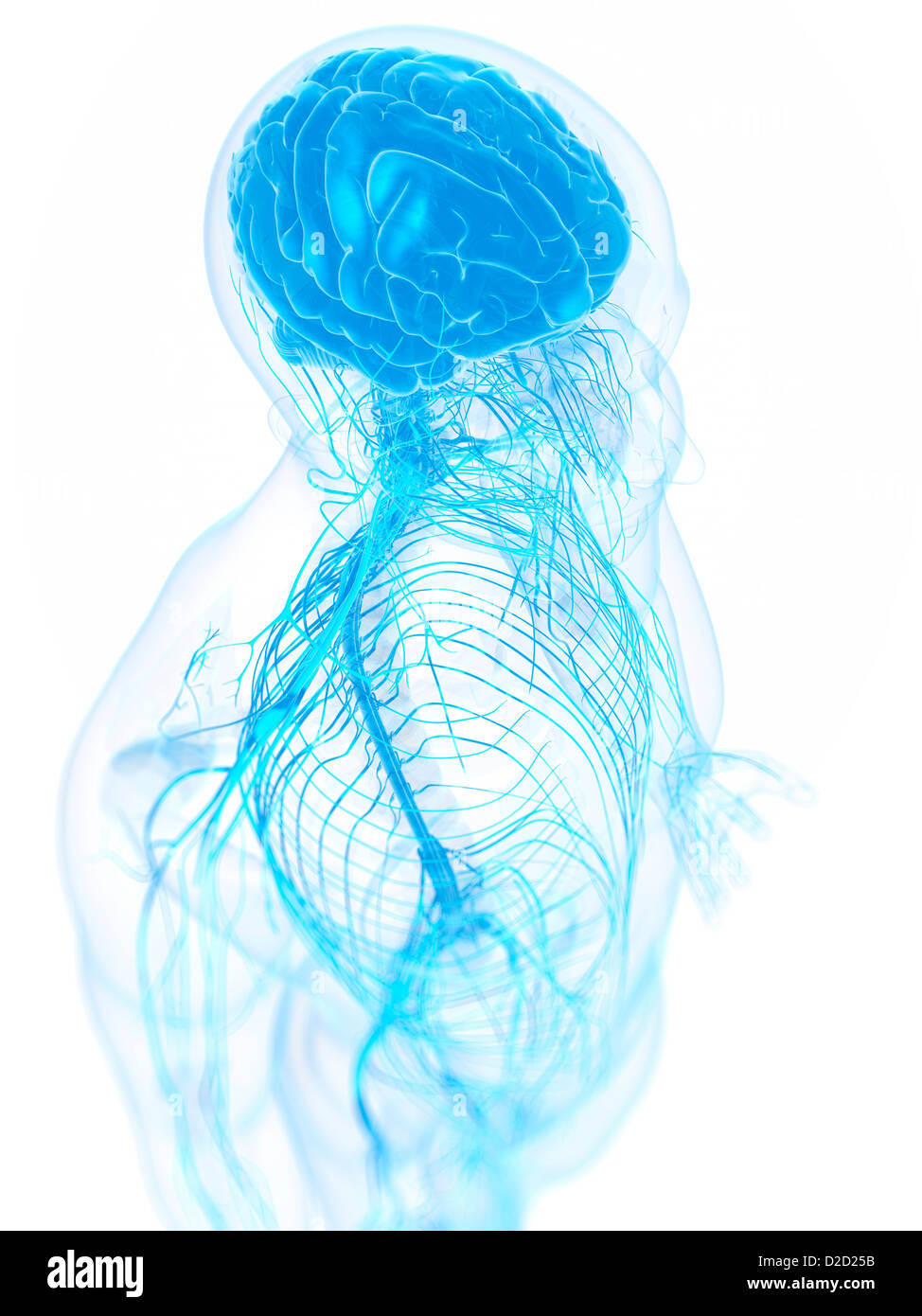 Human brain computer artwork front hi-res stock photography and images ...