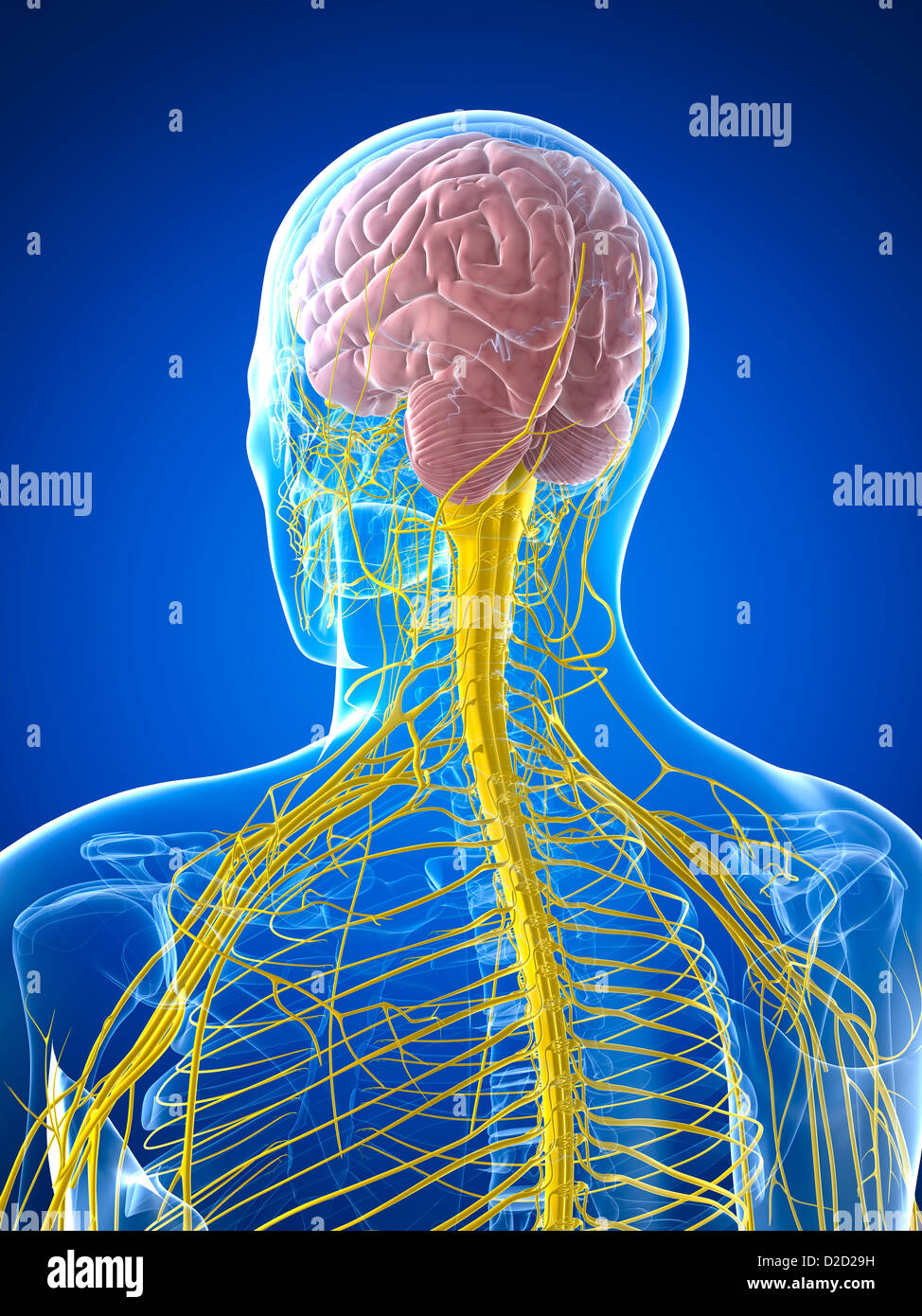Nervous system computer artwork Stock Photo - Alamy