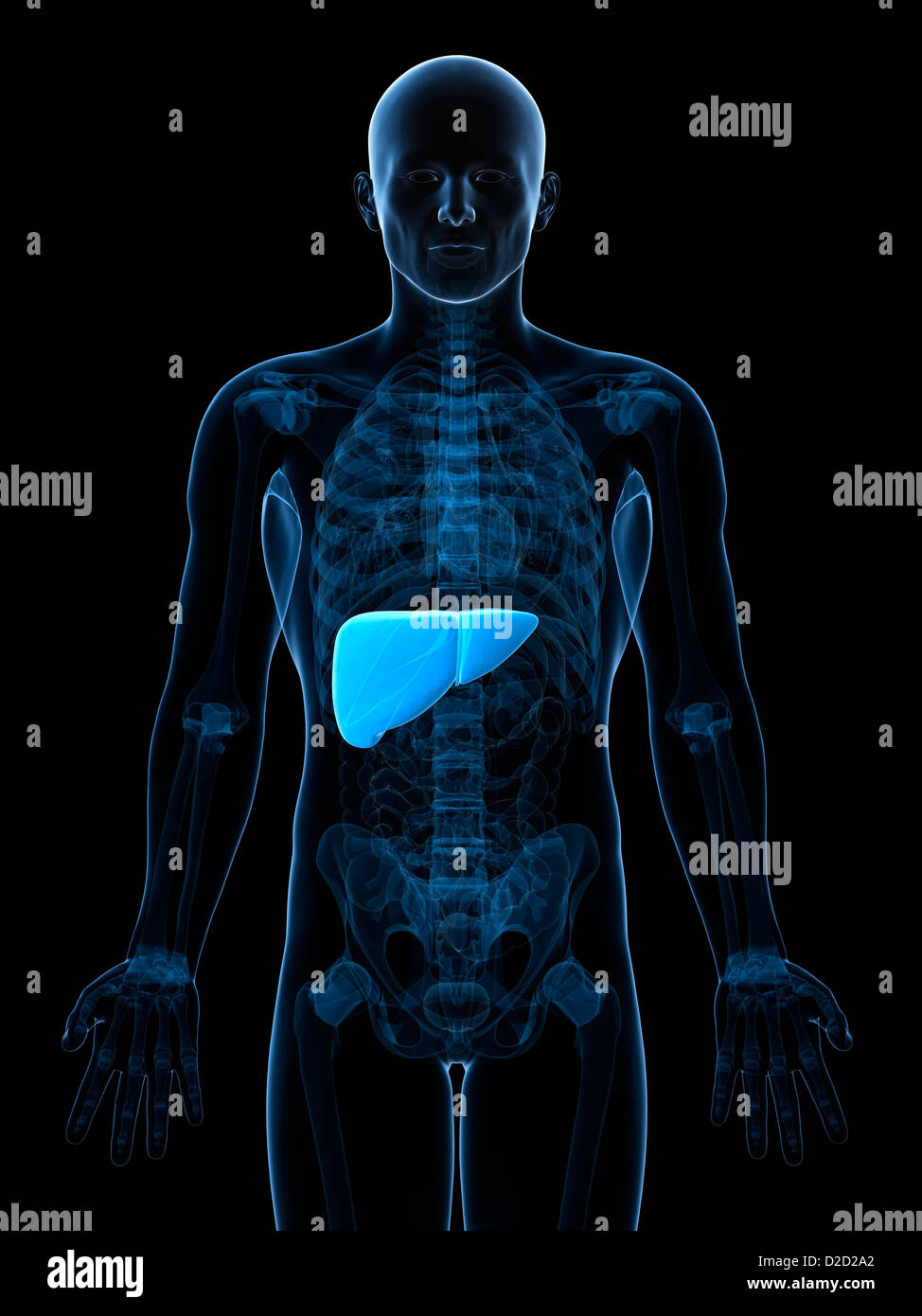 Healthy liver computer artwork Stock Photo - Alamy