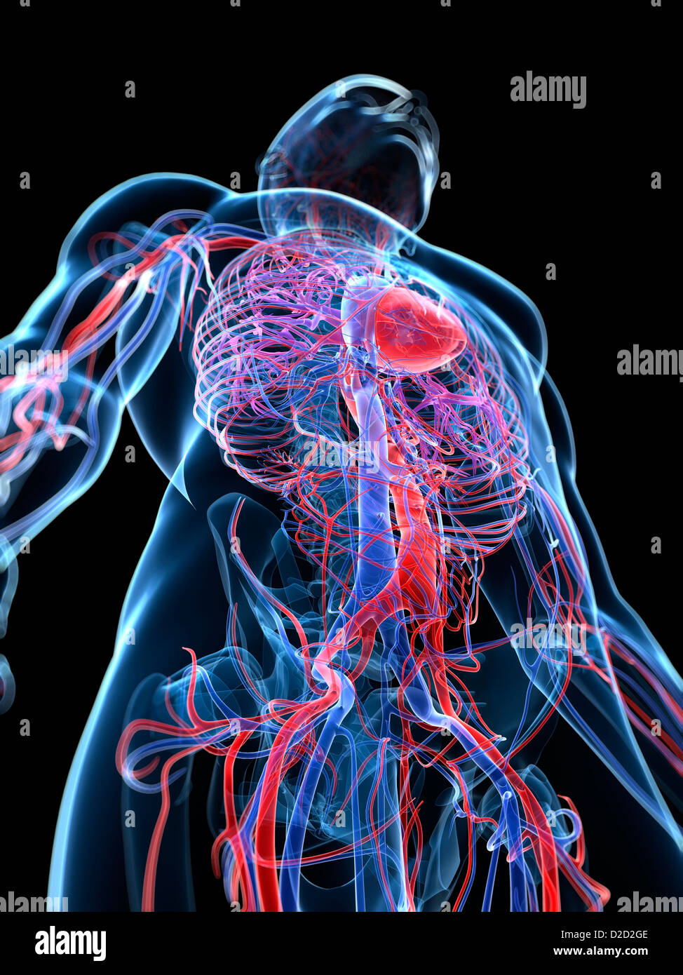 Male cardiovascular system computer artwork Stock Photo