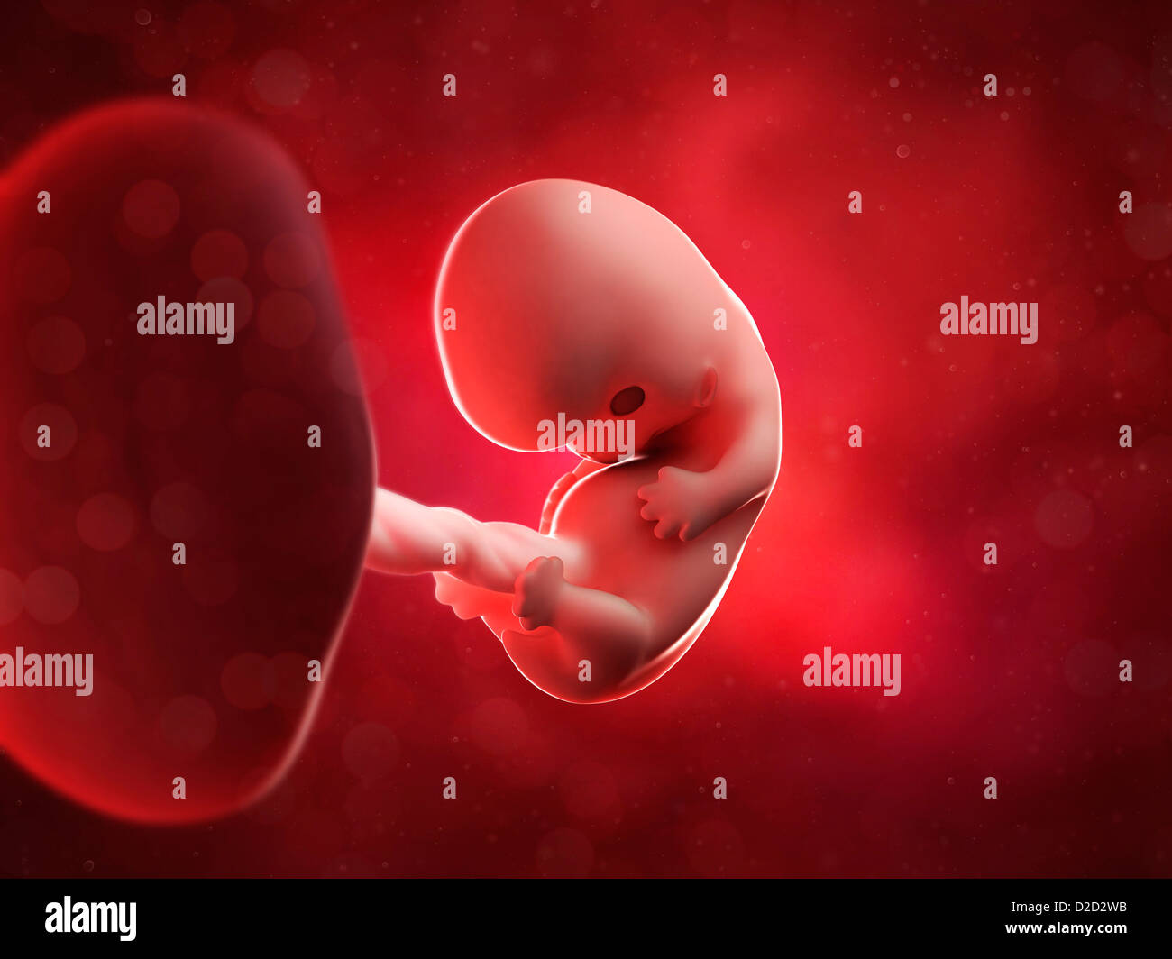 Foetus at 8 weeks computer artwork Stock Photo