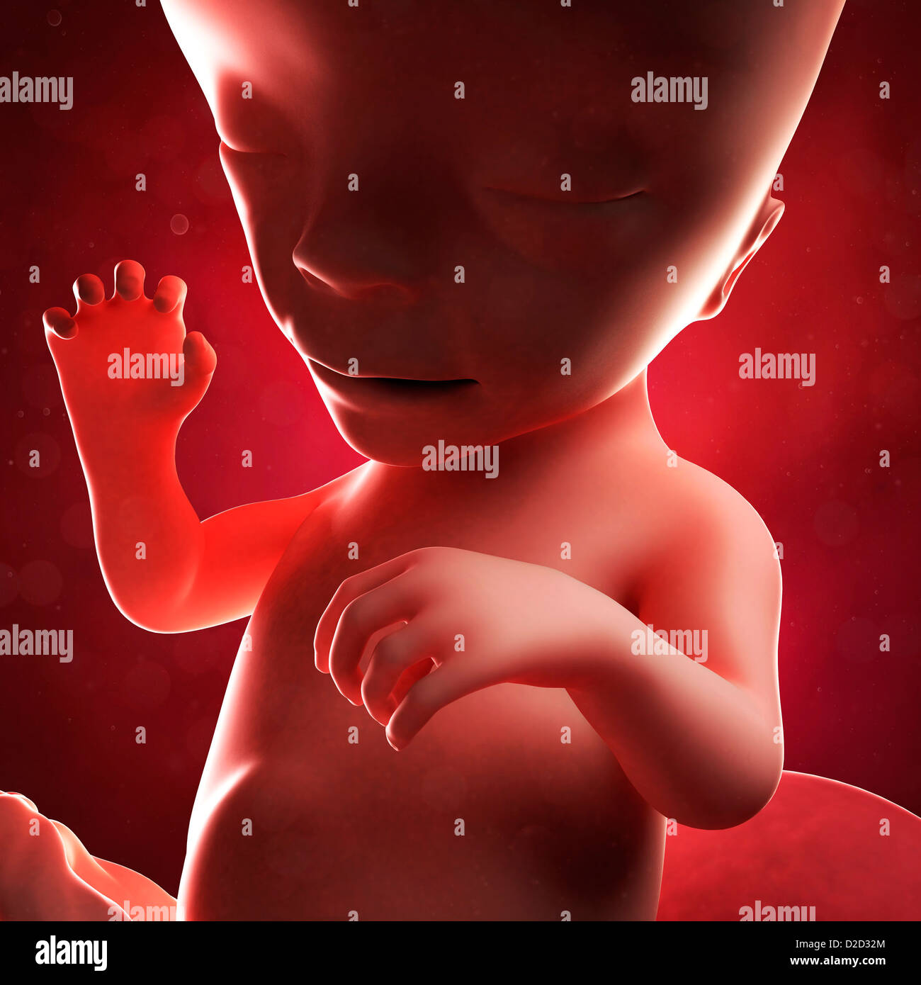 Foetus At 16 Weeks Computer Artwork Stock Photo Alamy Foetus At 16 Weeks Computer Artwork Stock Photo Alamy