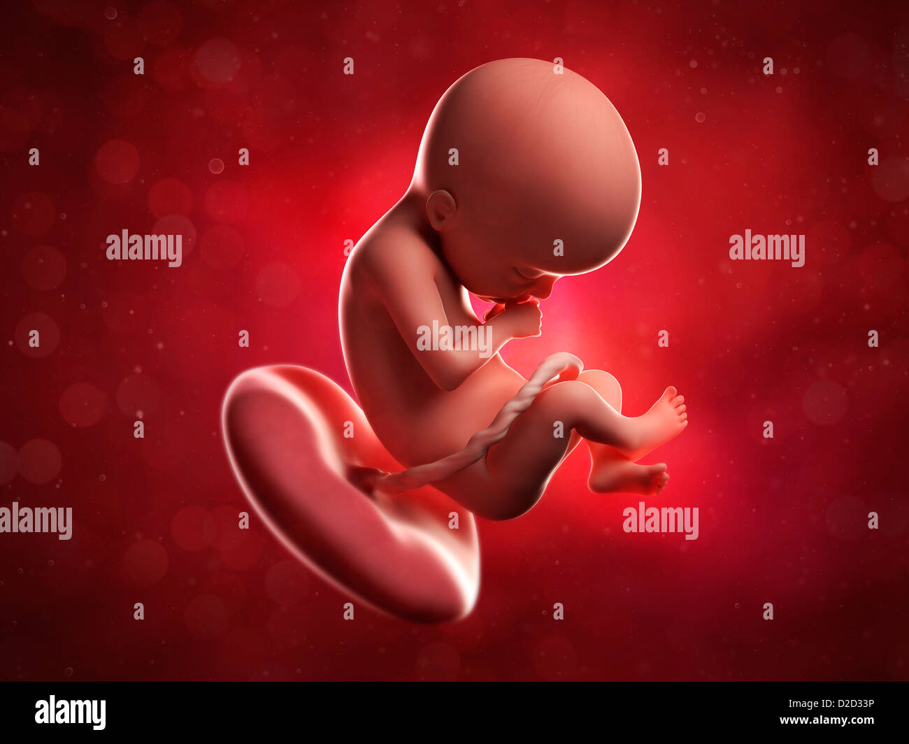 21 Week Fetus Size