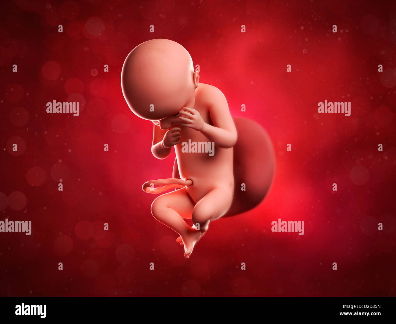 Беременность 30 недель кровь. Плод ребенка на 30 неделе беременности. Эмбрион на 30 неделе беременности.