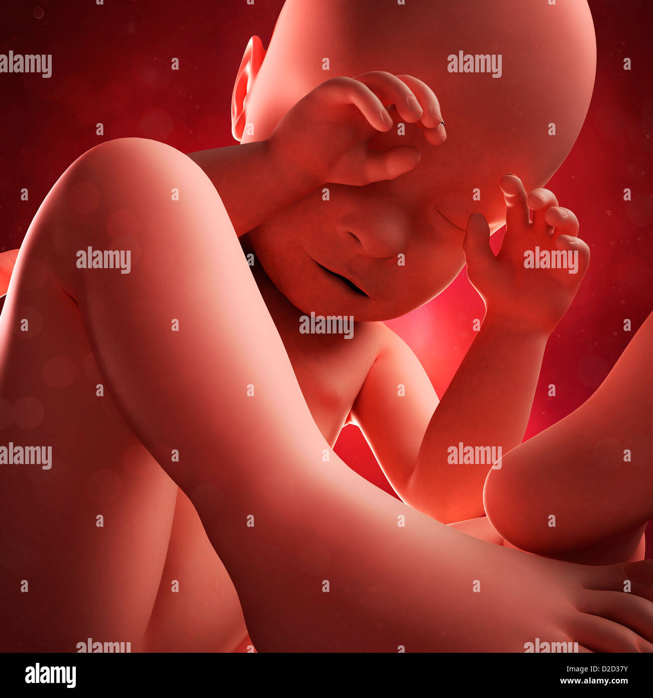 Foetus at 39 weeks computer artwork Stock Photo - Alamy