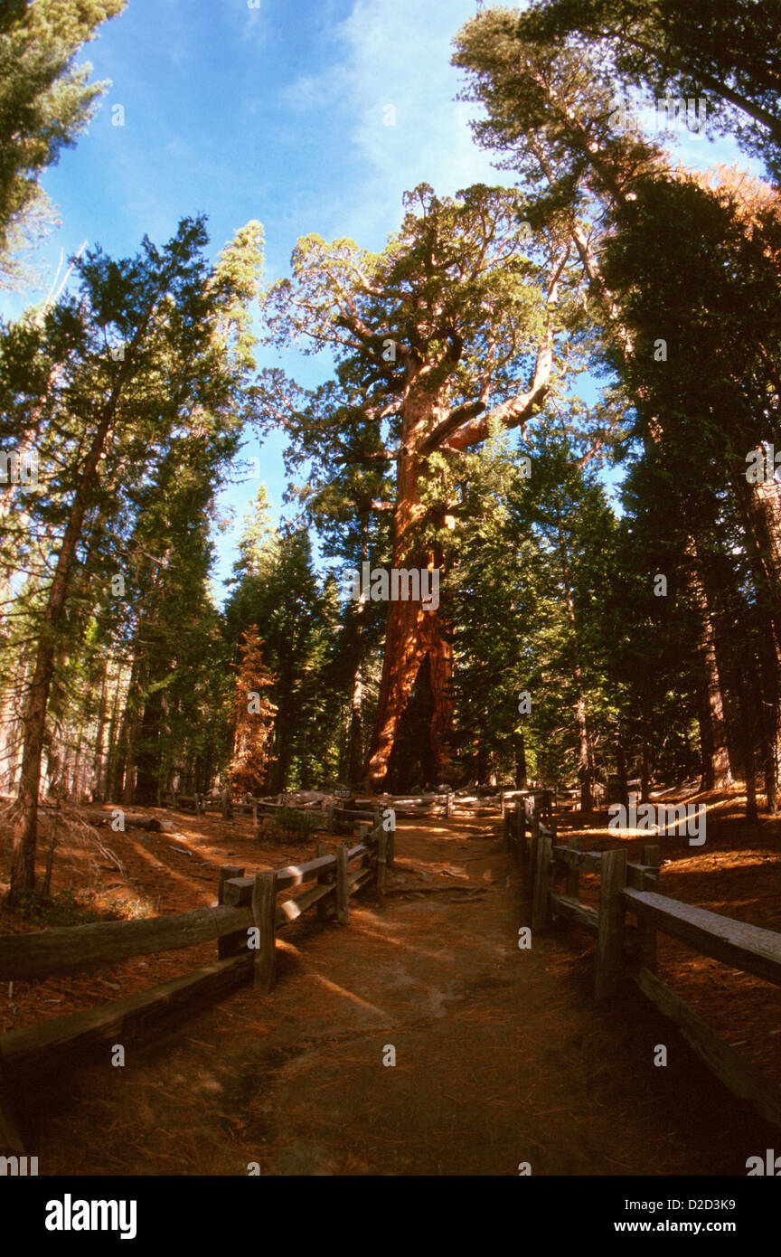 California. Yosemite National Park. Mariposa Grove. Giant Sequoias