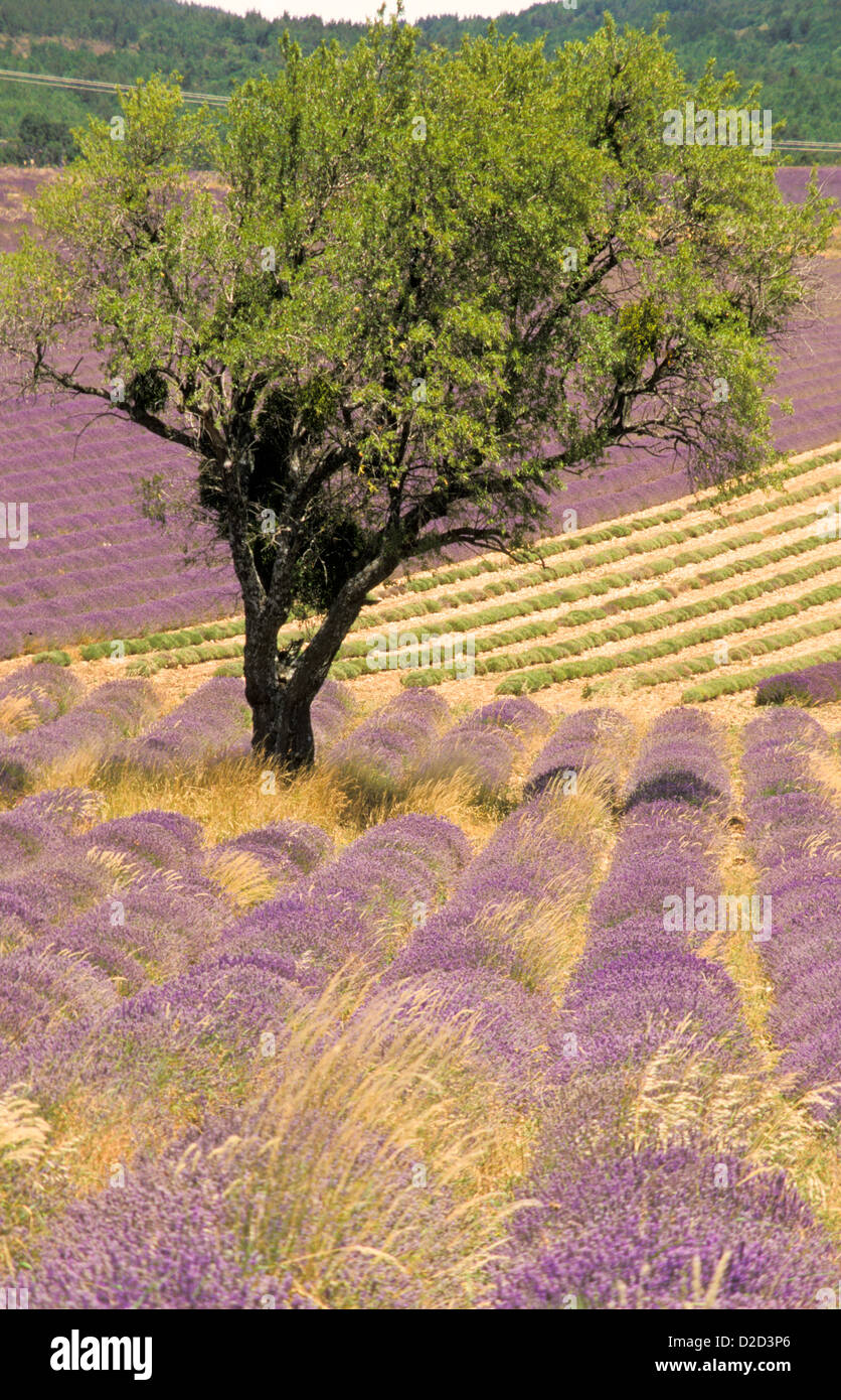 France, Drome, Ferrassieres. Fields Of Lavender. Stock Photo