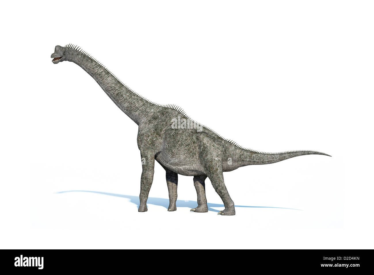Brachiosaurus dinosaur tallest dinosaur up to 16 metres tall late Jurassic period between 155 and 145 million years ago Stock Photo