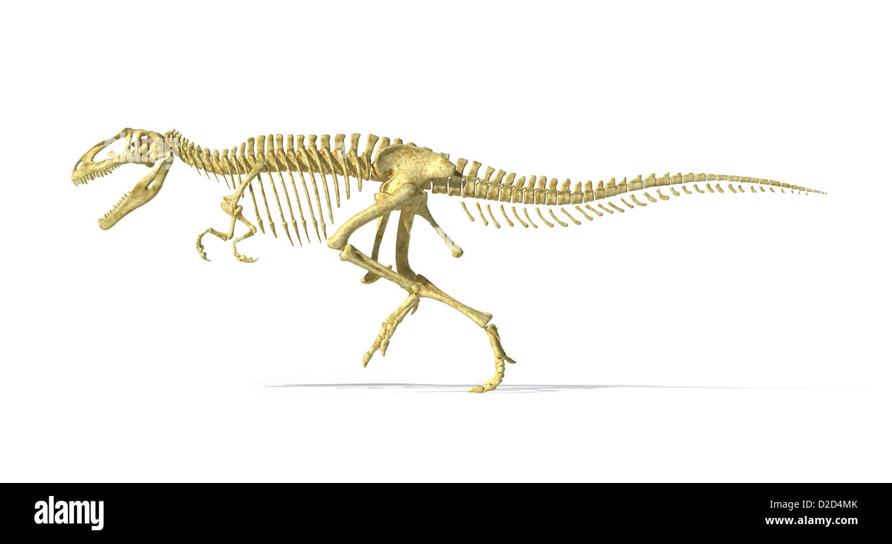 Giganotosaurus dinosaur skeleton predatory dinosaurs Cretaceous Period Stock Photo