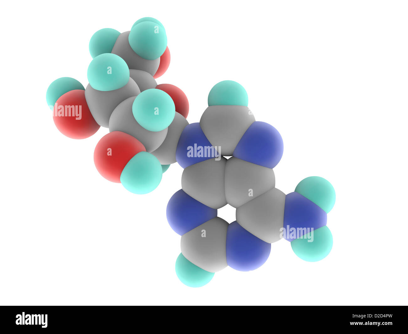 Adenosine monophosphate AMP molecular model Nucleotide used as a