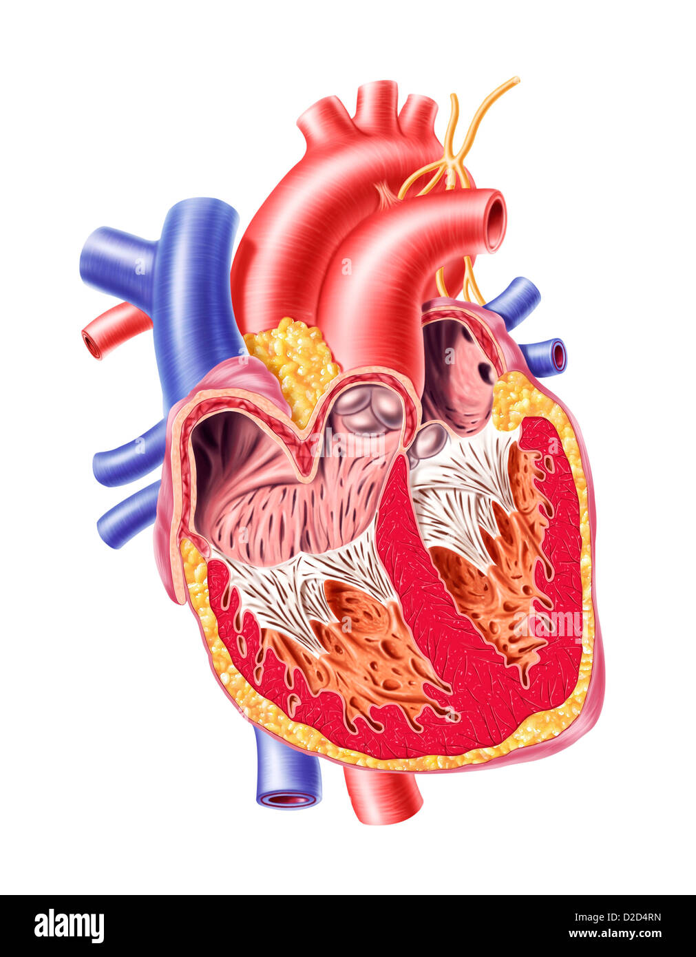 Human heart Cut Out Stock Images & Pictures - Alamy