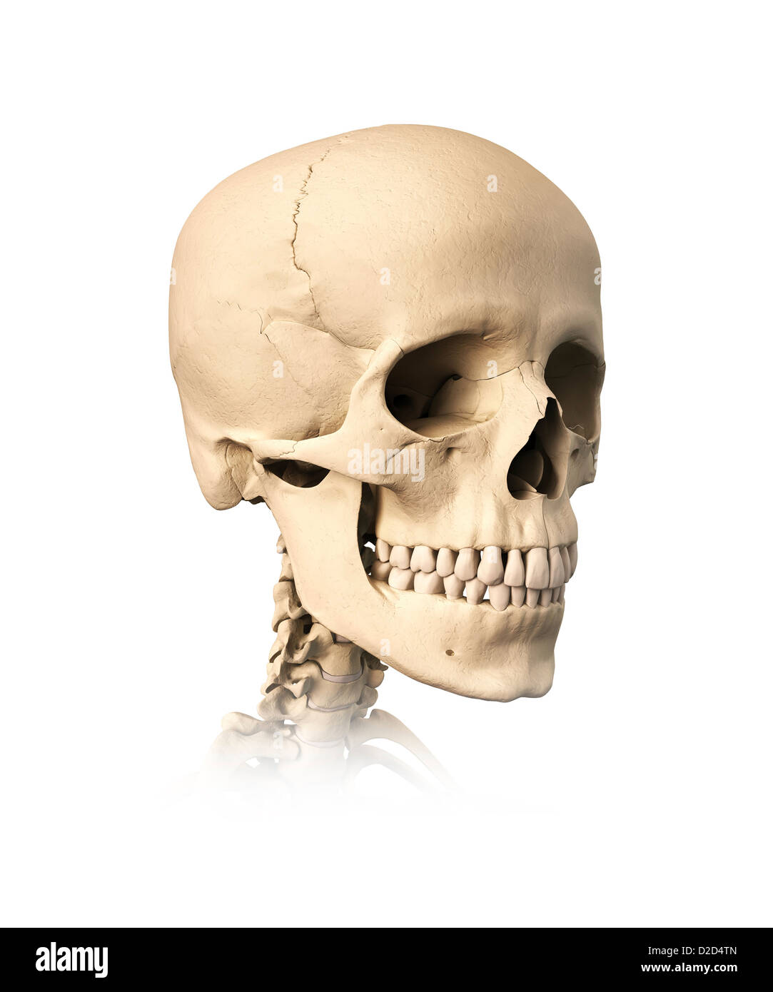 Human skull computer artwork Stock Photo