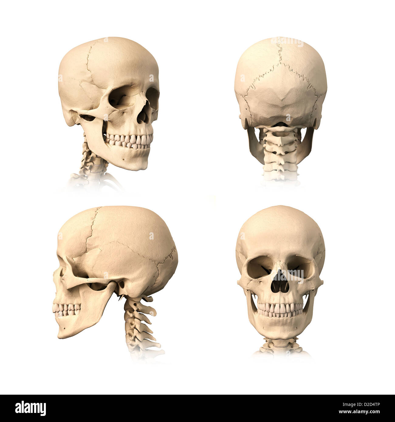 Human skull computer artwork Stock Photo