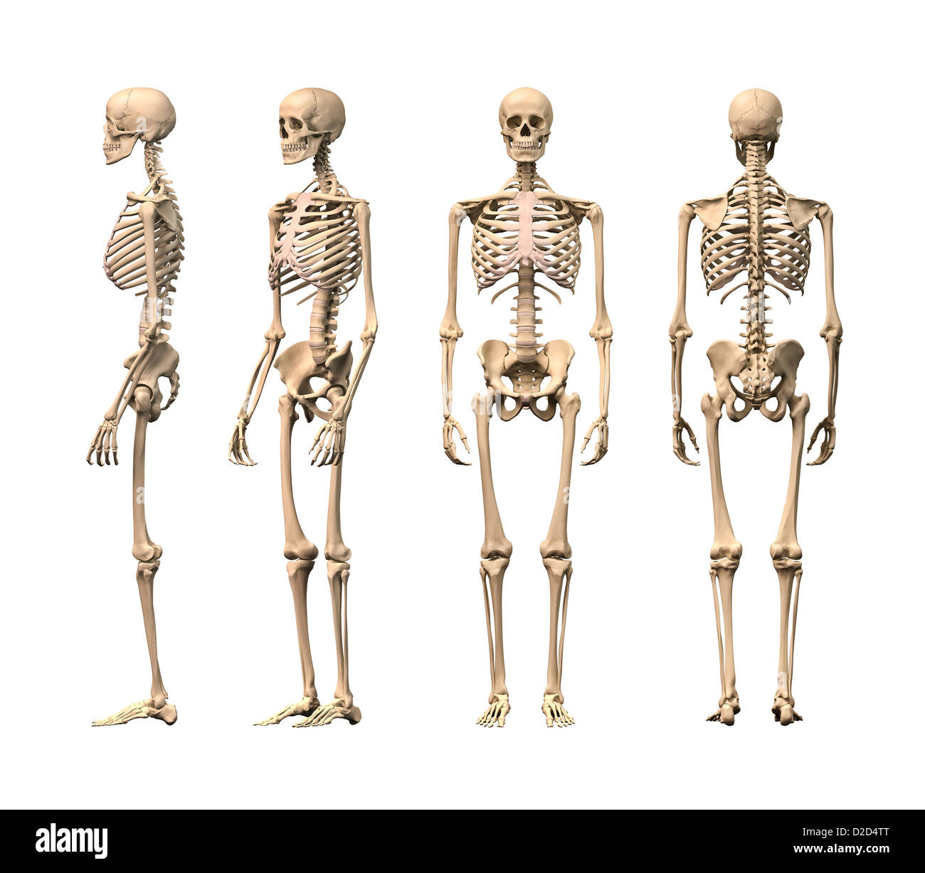 Human Skeleton Labeled Back View