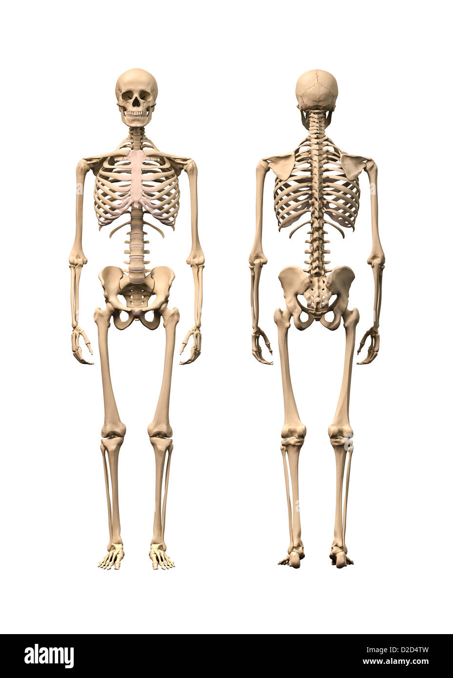 Human skeleton computer artwork Stock Photo