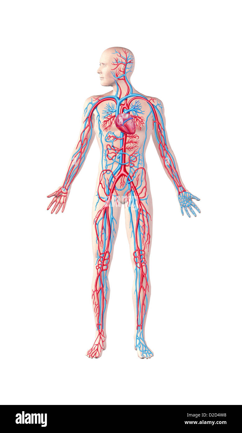 Human cardiovascular system computer artwork Stock Photo