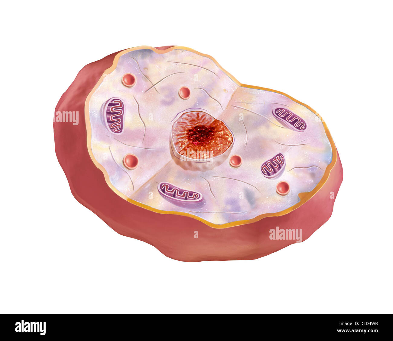 Animal cell computer artwork Stock Photo