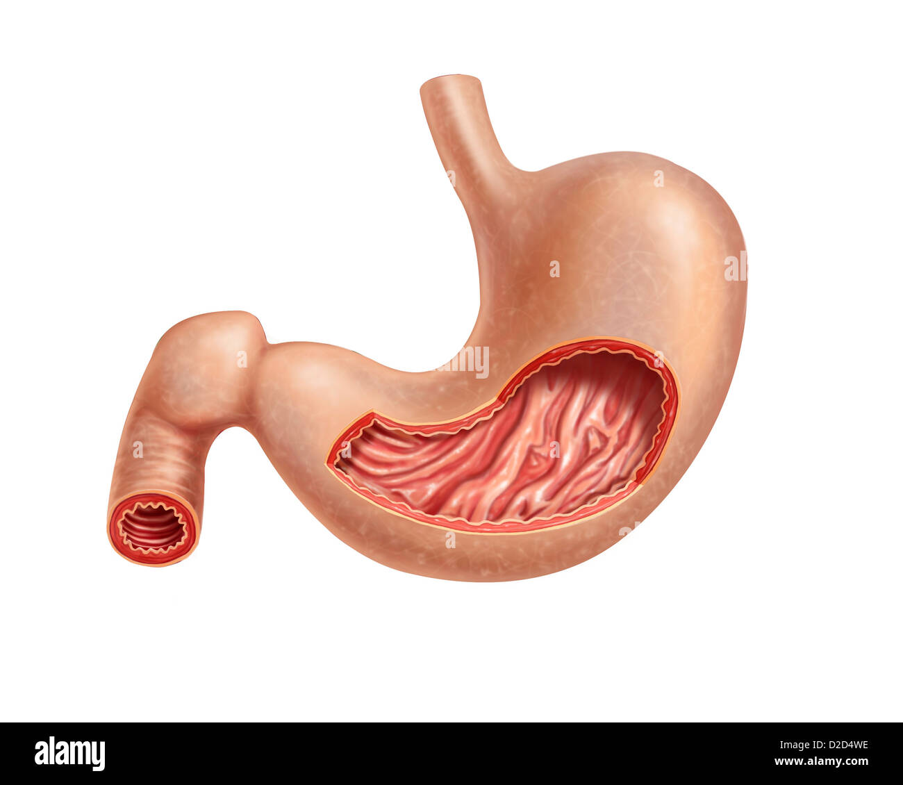 Human stomach computer artwork Stock Photo