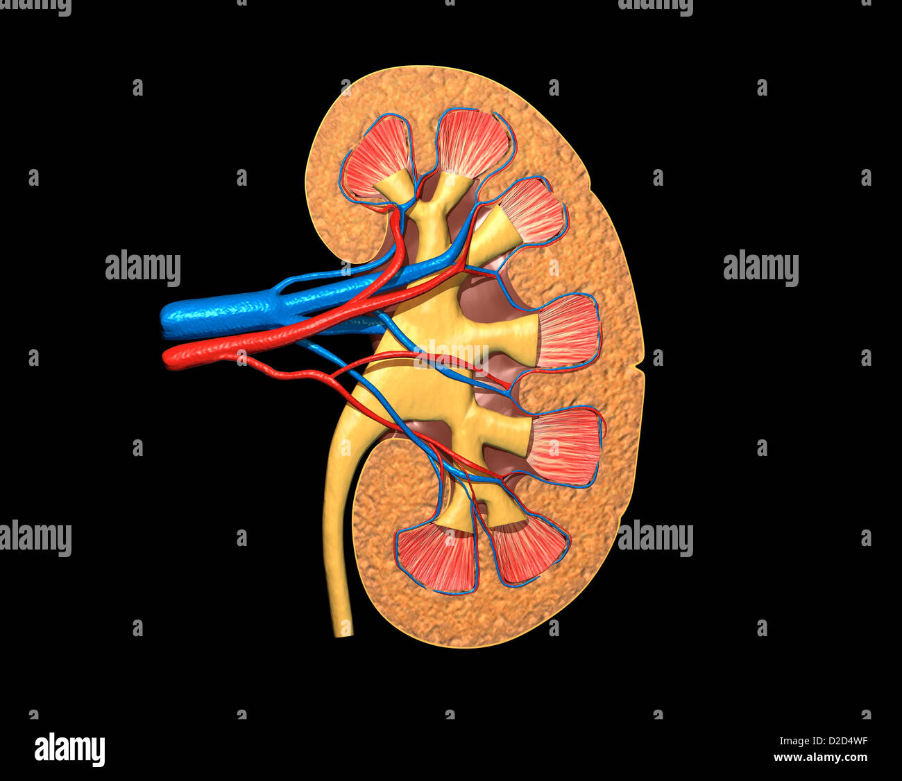 Human kidney computer artwork Stock Photo