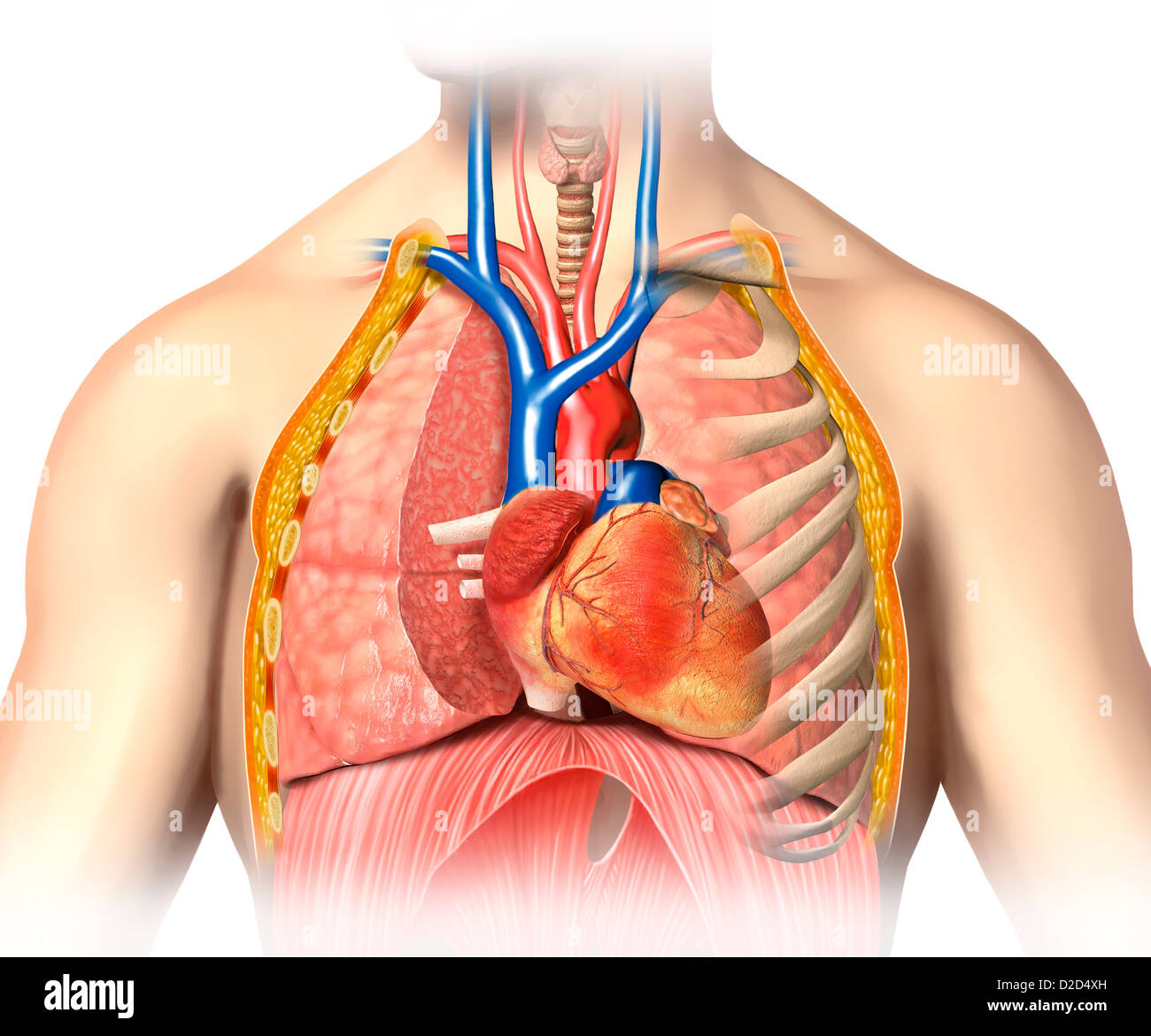 Chest anatomy, artwork Stock Photo - Alamy