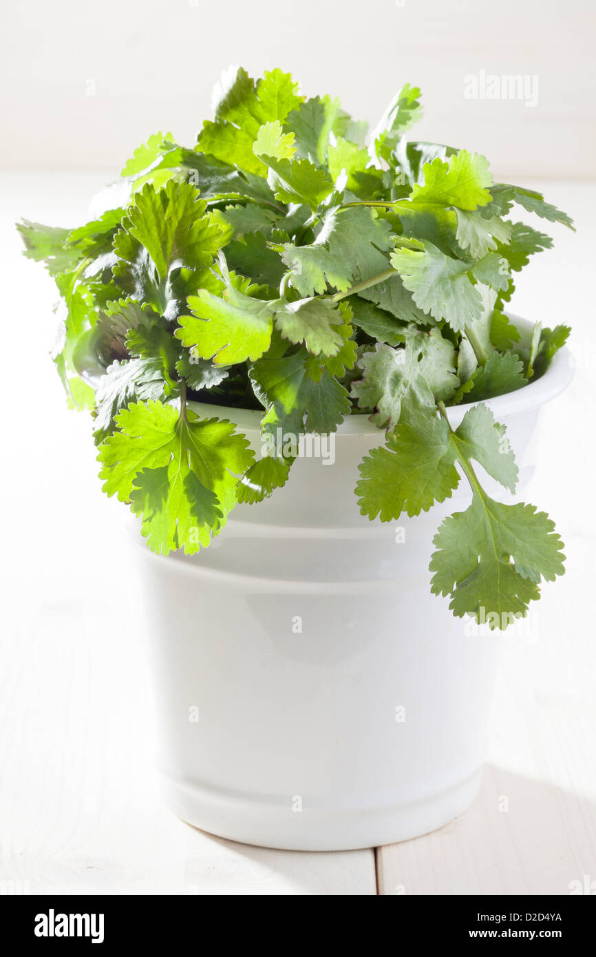 Coriander / cilantro Stock Photo