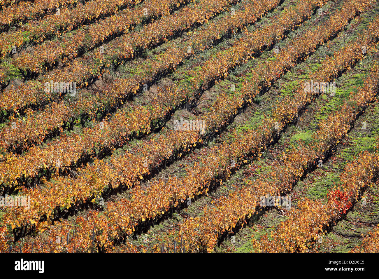 Autumn Vineyards in Provence Stock Photo