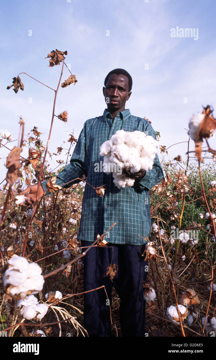 Harvesting cotton, the main export, in Mali, West Africa Stock Photo