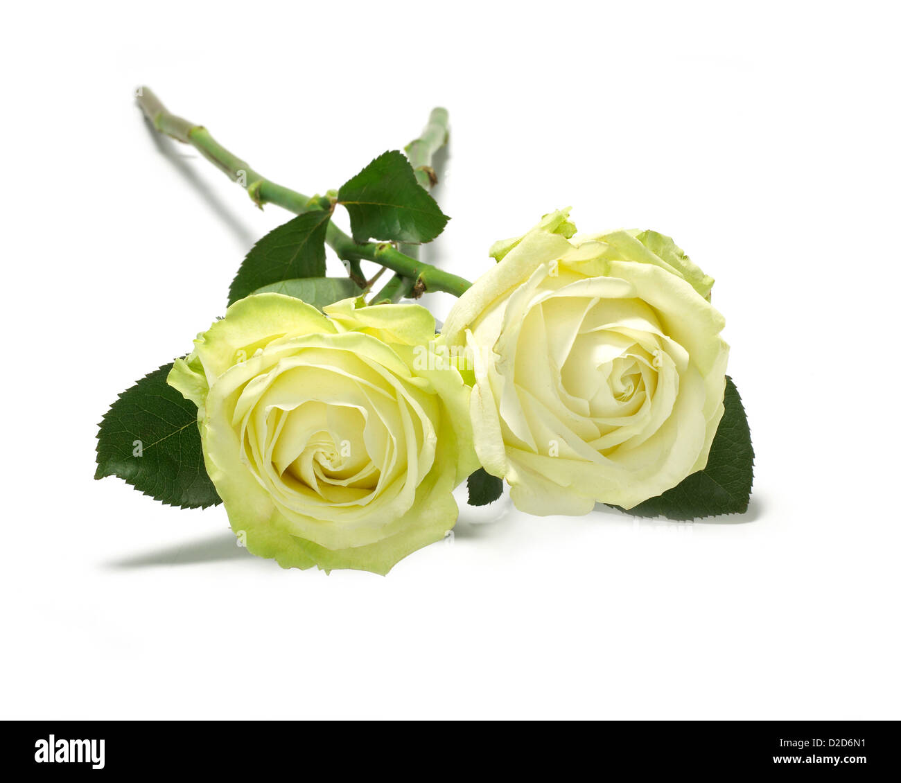 Two yellow roses cut out white background Stock Photo