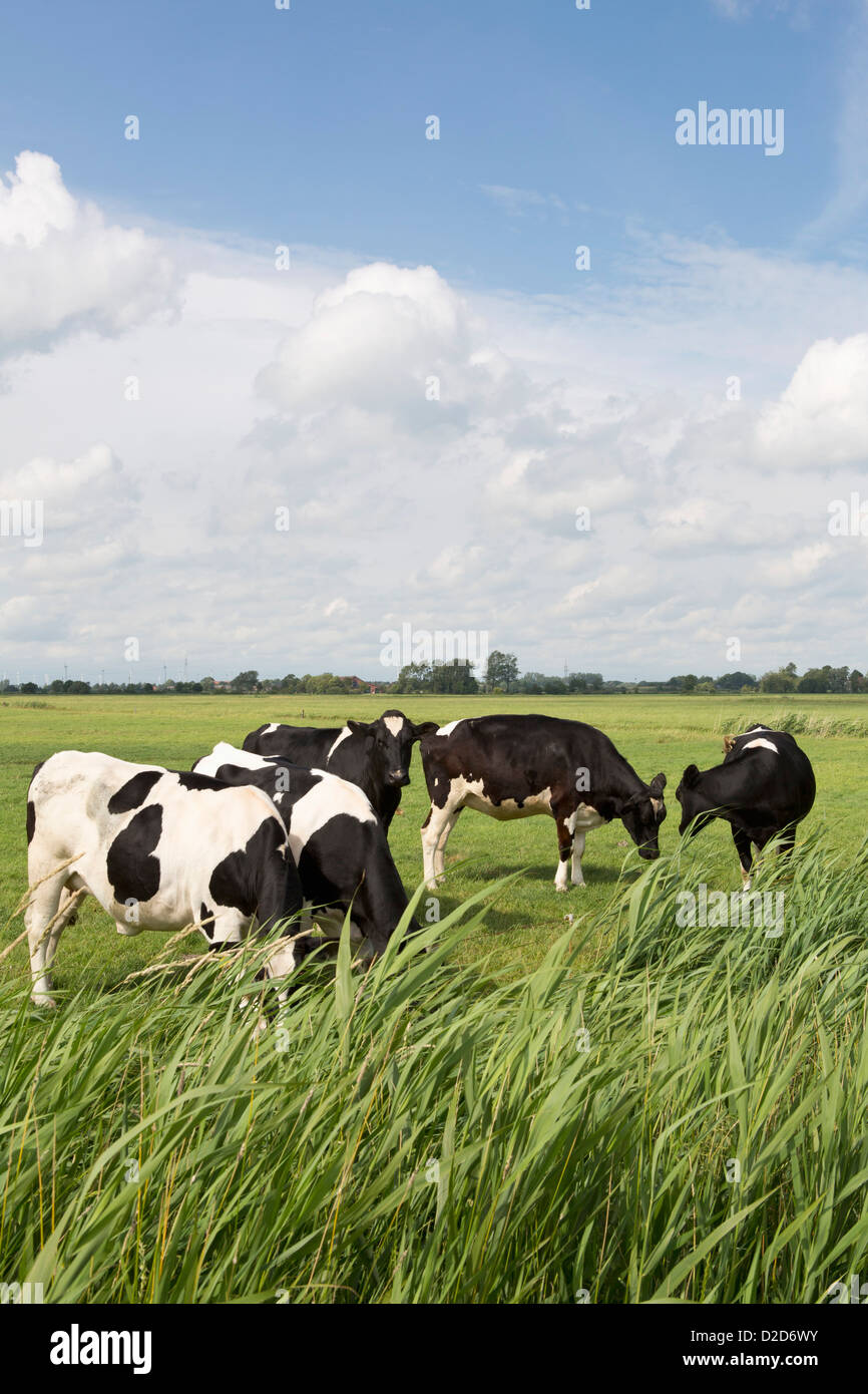 Five Holstein cows grazing in a field Stock Photo