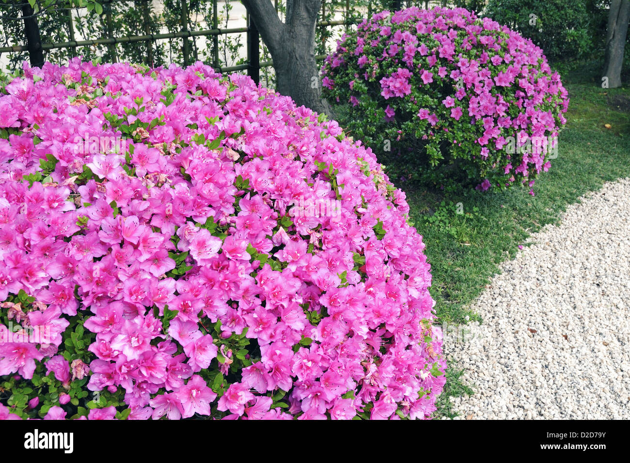 pink blossom azalea bushes in Japanese stone garden; focus on front bush  Stock Photo - Alamy