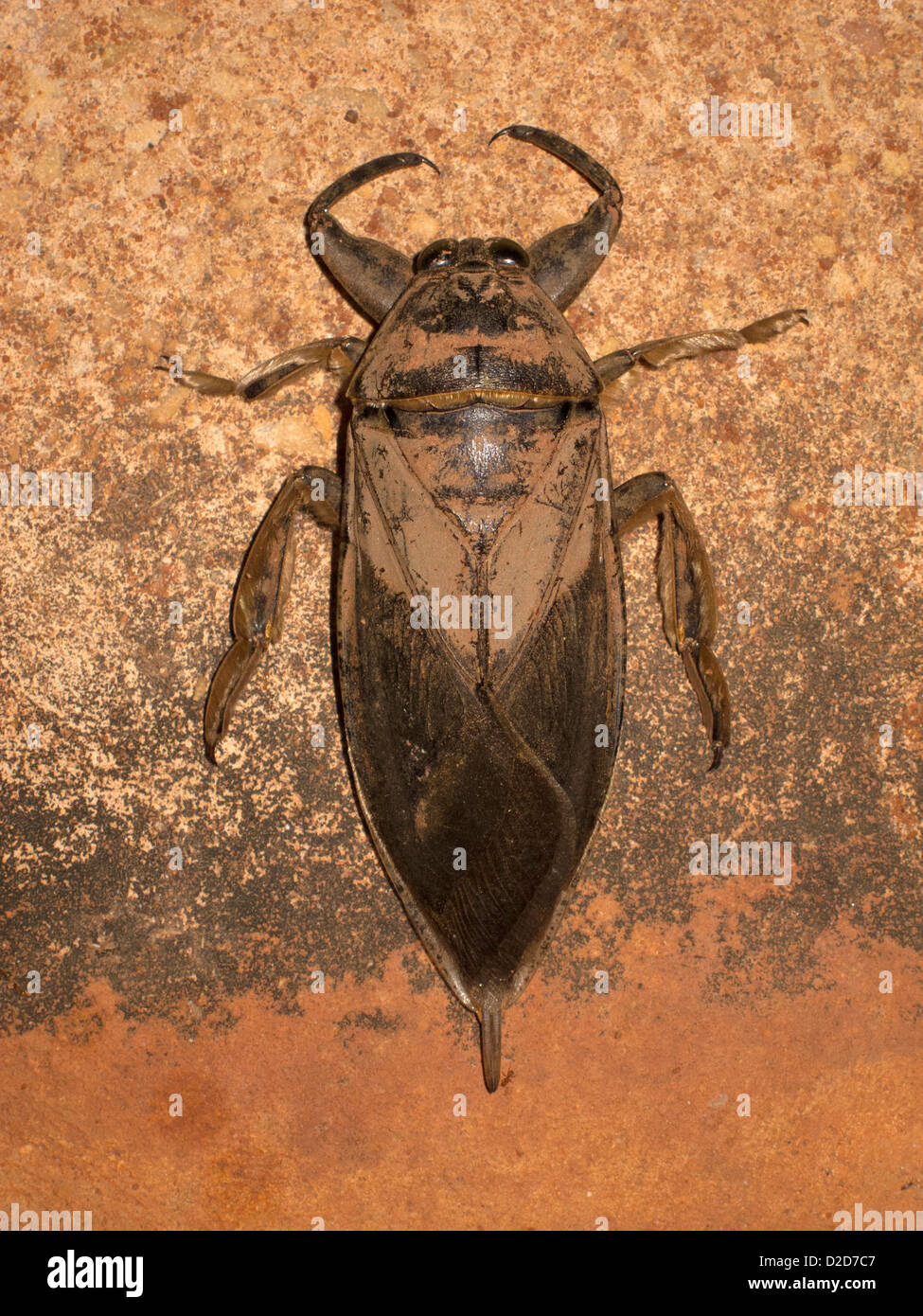 A toe-biter beetle (Belostomatidae), Broome, Western Australia, Australia Stock Photo