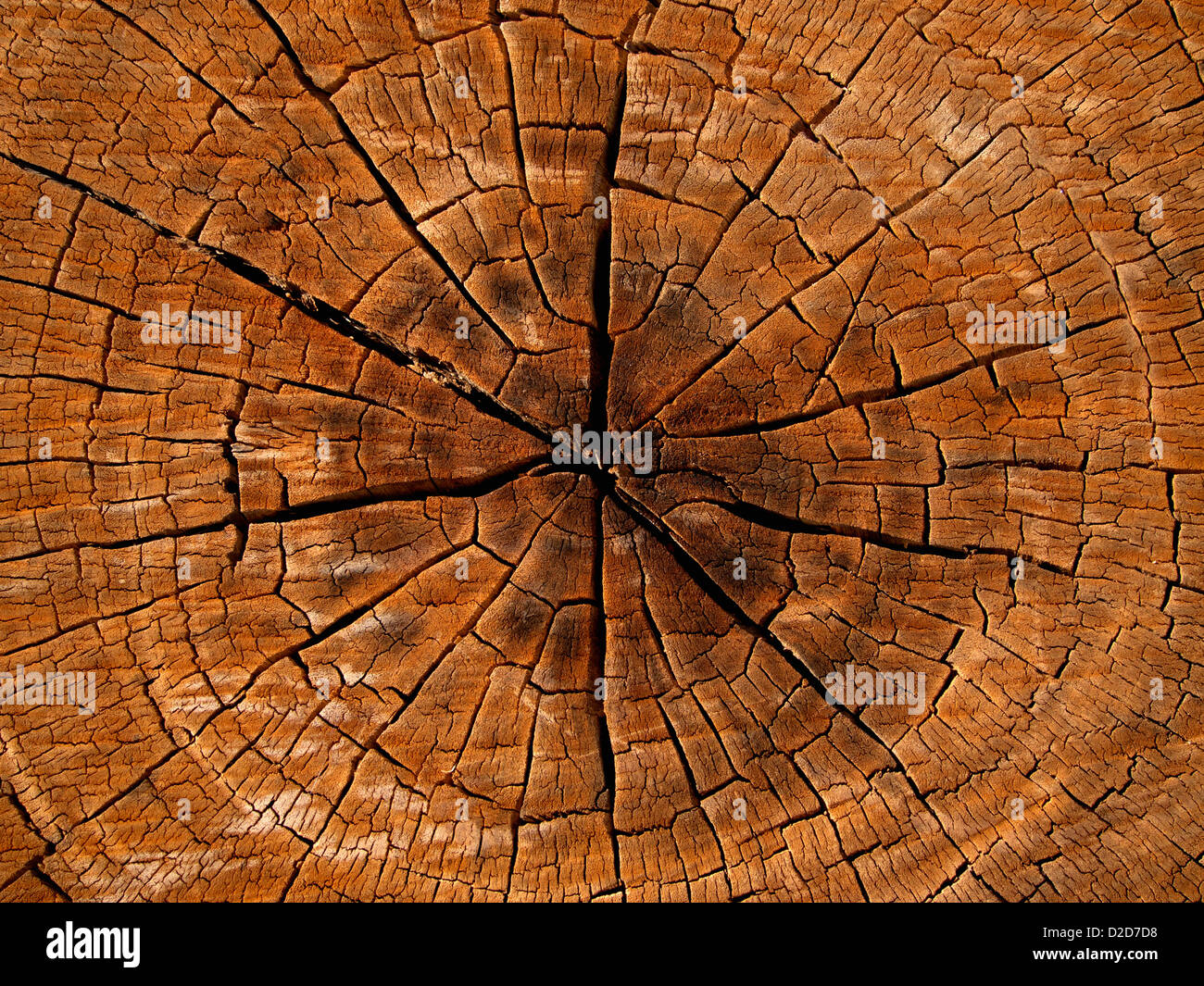 Cross section of tree Stock Photo Alamy