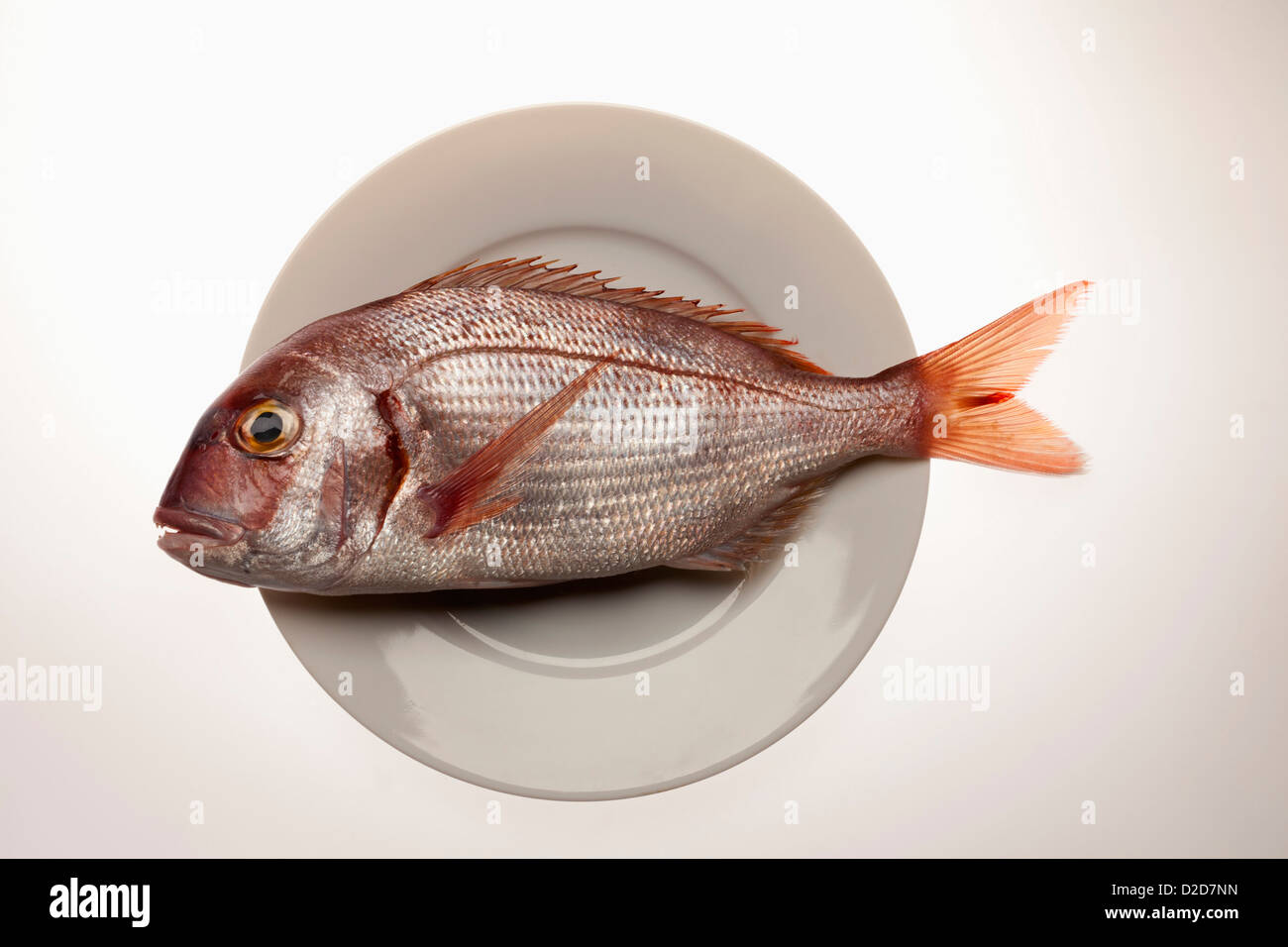 Red Sea Bream, on a plate Stock Photo