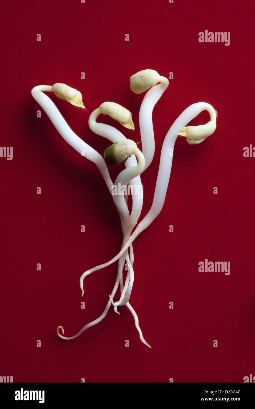 Five bean sprouts intertwined Stock Photo