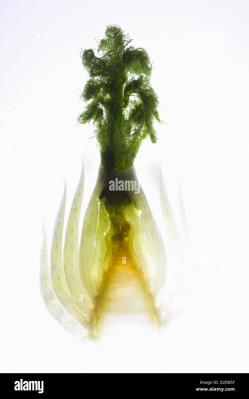A cross section of fennel on a light box Stock Photo