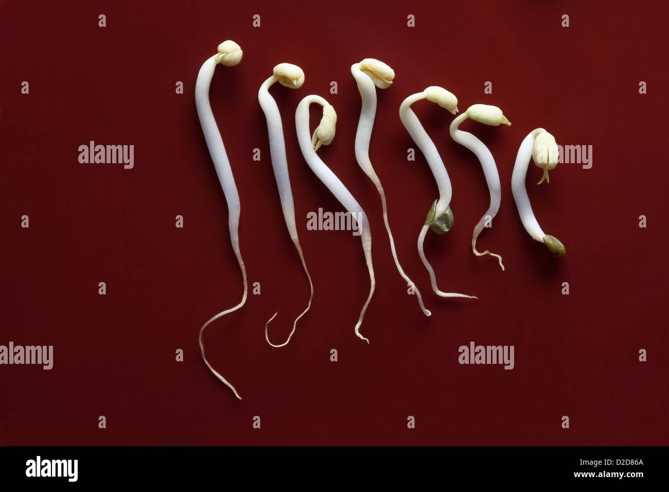 Seven bean sprouts in a row Stock Photo Alamy