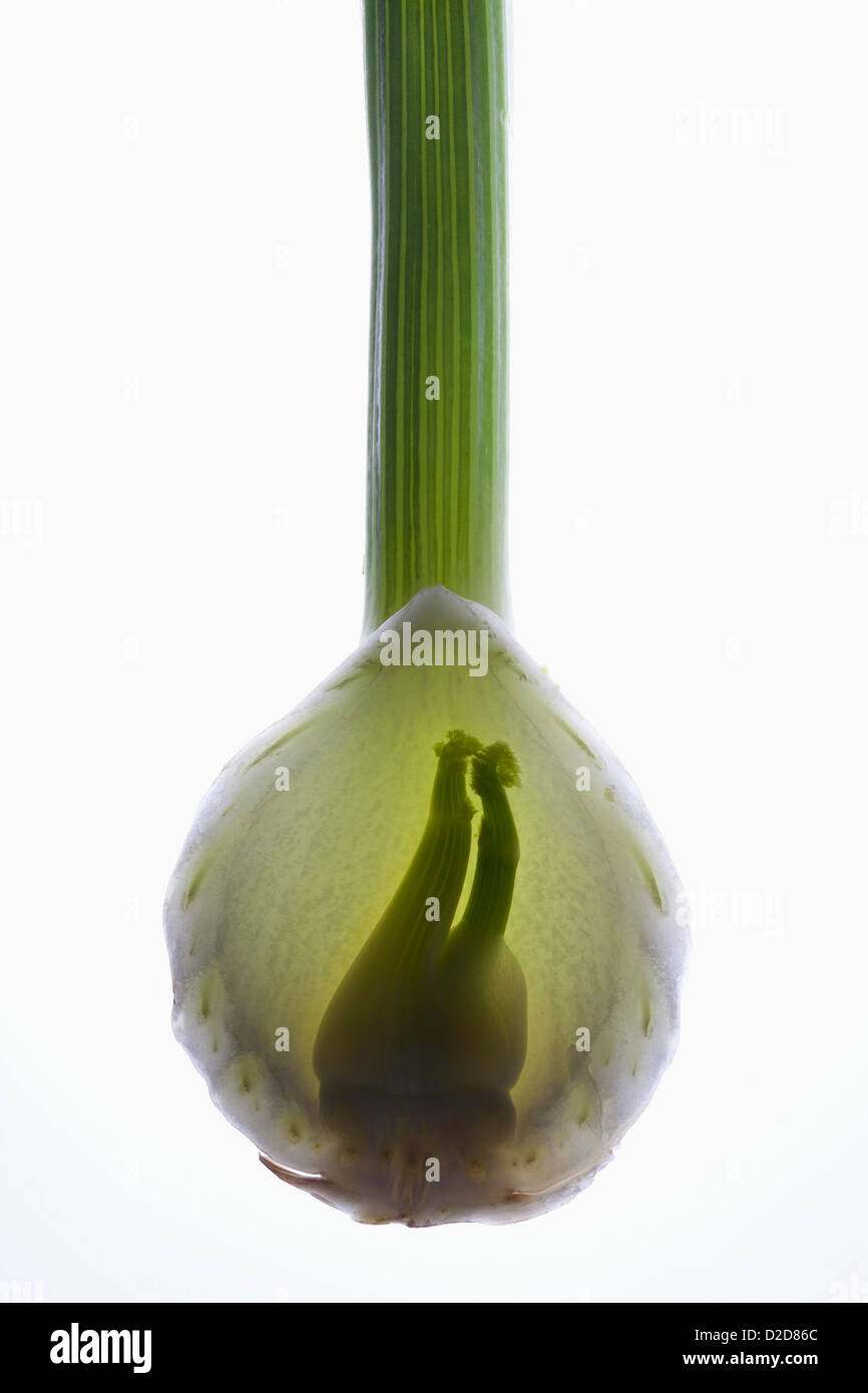 A fennel bulb on a light box Stock Photo