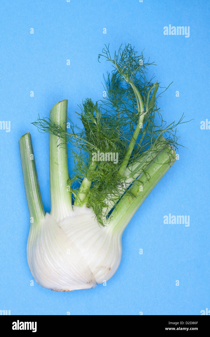 A fennel bulb Stock Photo Alamy